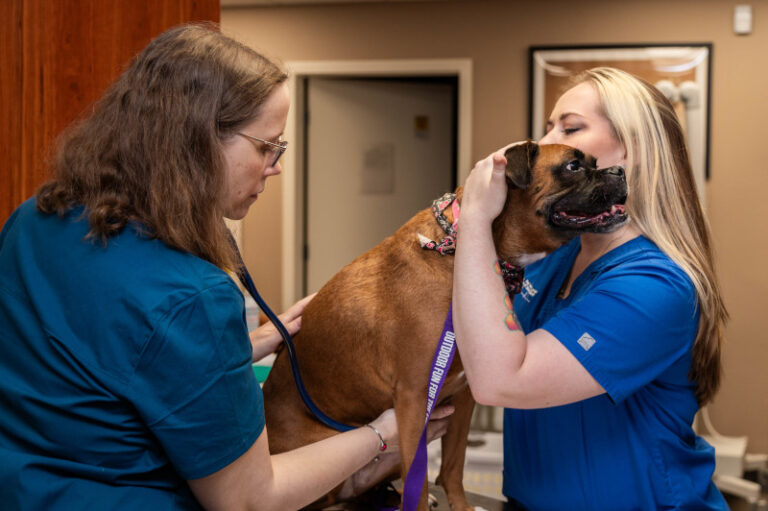 Veterinarian in Effingham, IL Local Vet Contact Our Animal Hospital